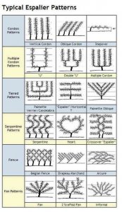 A legnépszerűbb spalír formák
